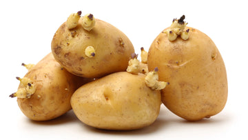 Potato Sprout